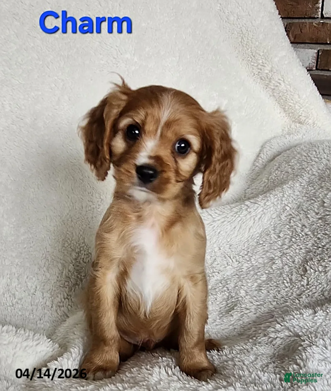 Cavapoo dogs for sale: Charm  - Ad 1
