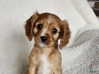 Cavapoo dogs Charm - Ad 31