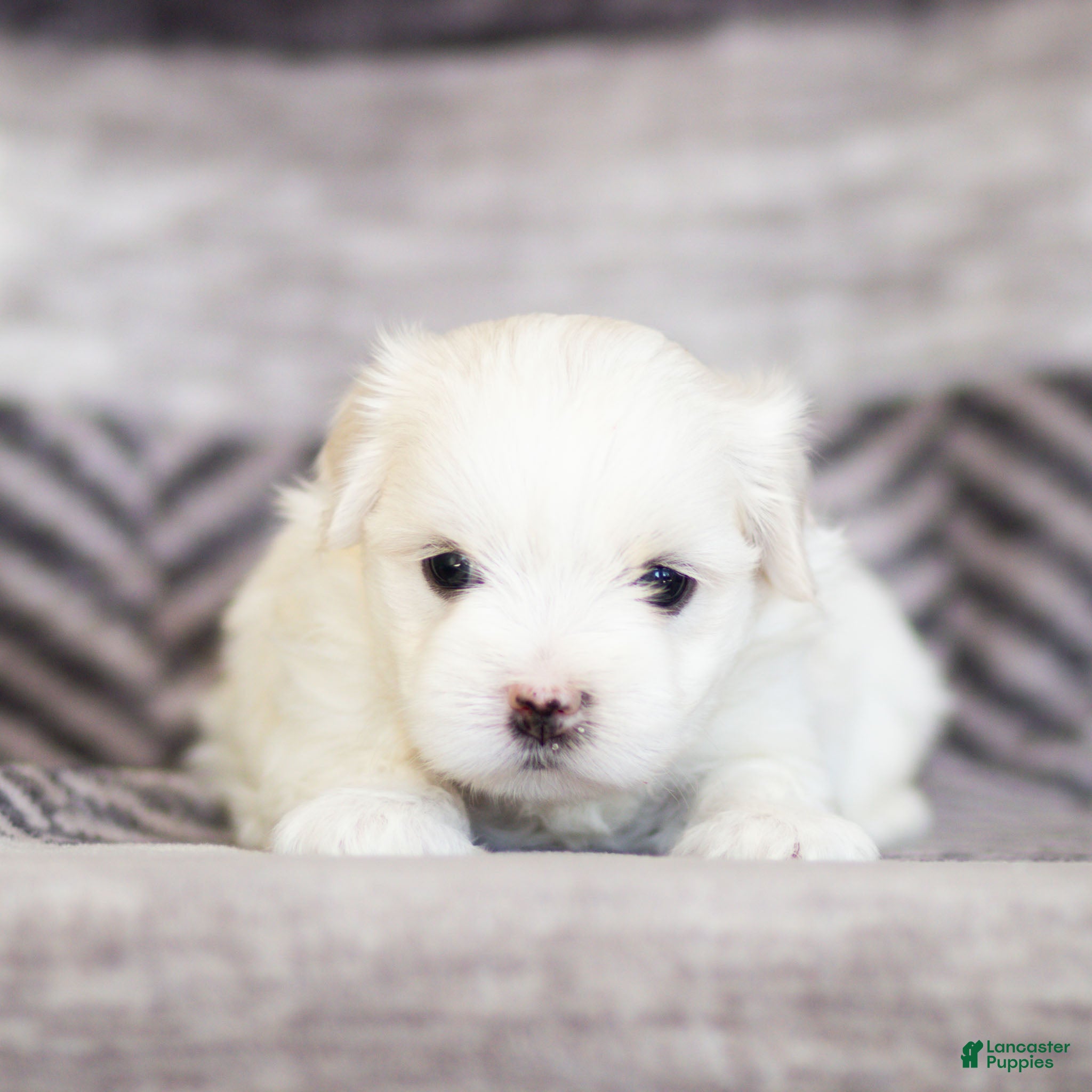 Maltese dogs Malcom Maltese Puppy  - Ad 2