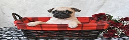 Pug dogs for sale: Munchkin - Ad 4
