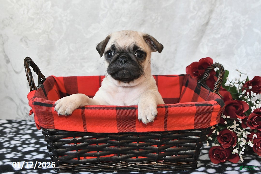Pug dogs for sale: Munchkin - Ad 4
