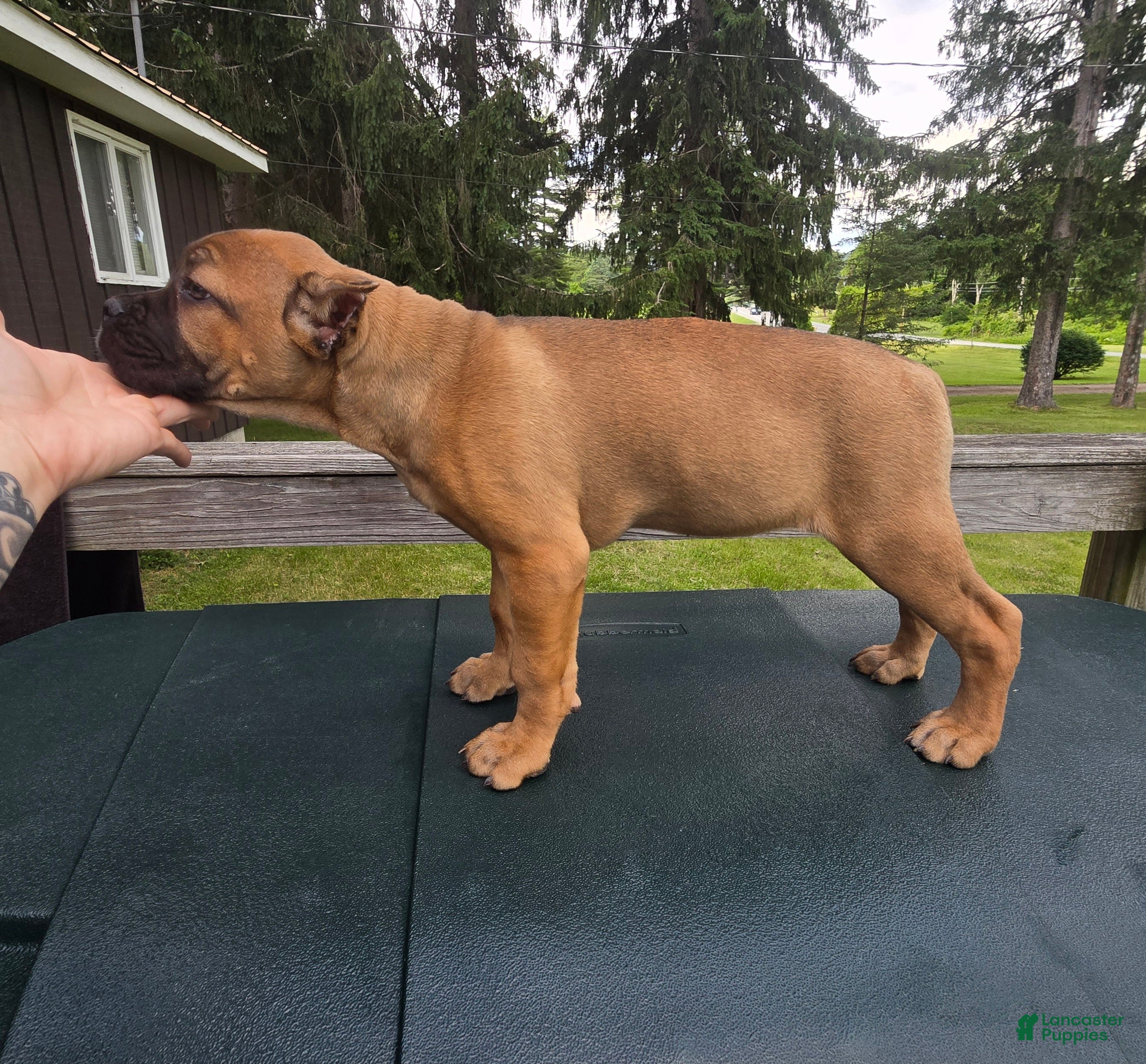 Cane Corso dogs Sonya - Ad 14