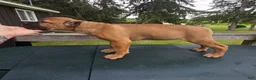 Cane Corso dogs for sale: Sonya - Ad 1