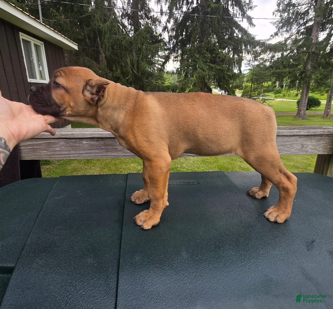 Cane Corso dogs for sale: Sonya - Ad 1