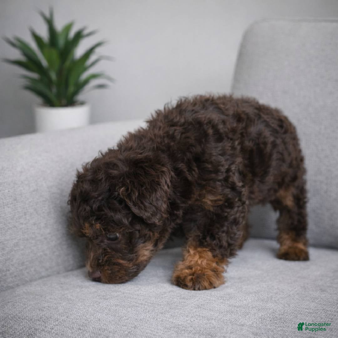 Miniature Poodle dogs shirley - Ad 2