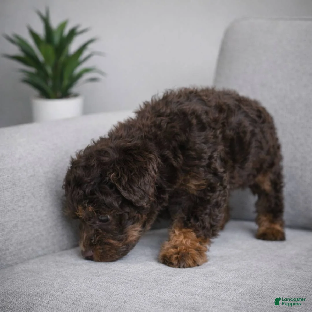 Miniature Poodle dogs for sale: shirley - Ad 2