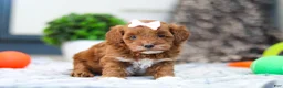 Cavapoo dogs for sale: Amber - Ad 12