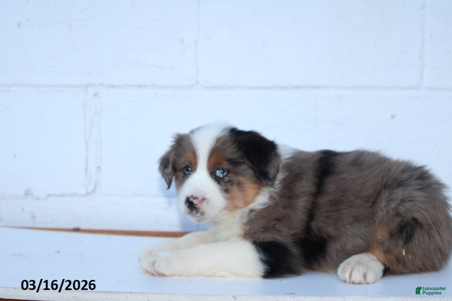 Australian Shepherd dogs Rover - Ad 1