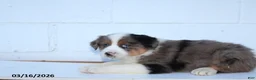 Australian Shepherd dogs for sale: Rover - Ad 1