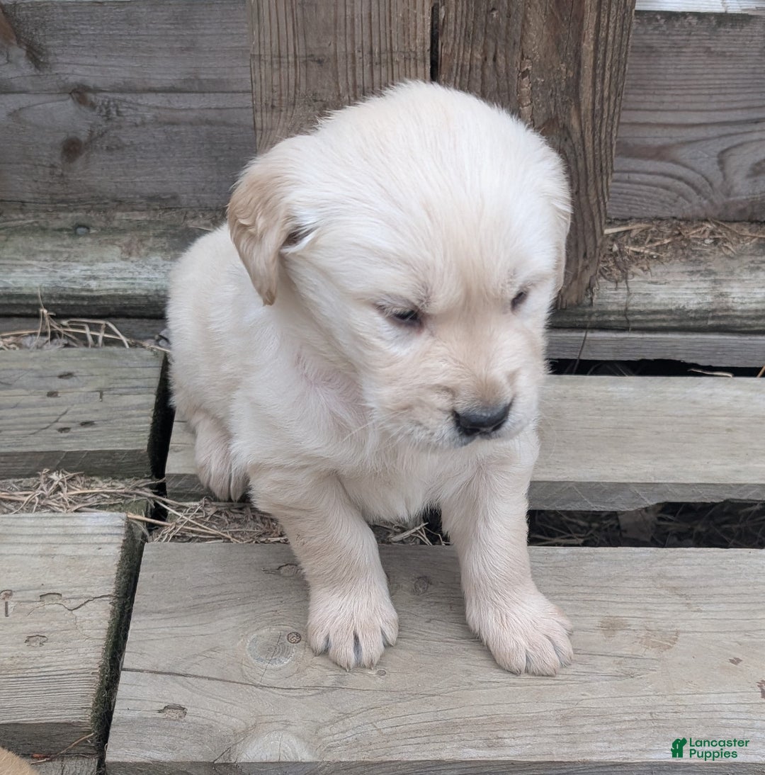 Golden Retriever dogs for sale: Daisy - Ad 6