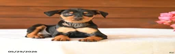 Miniature Pinscher dogs for sale: Carter - Ad 5
