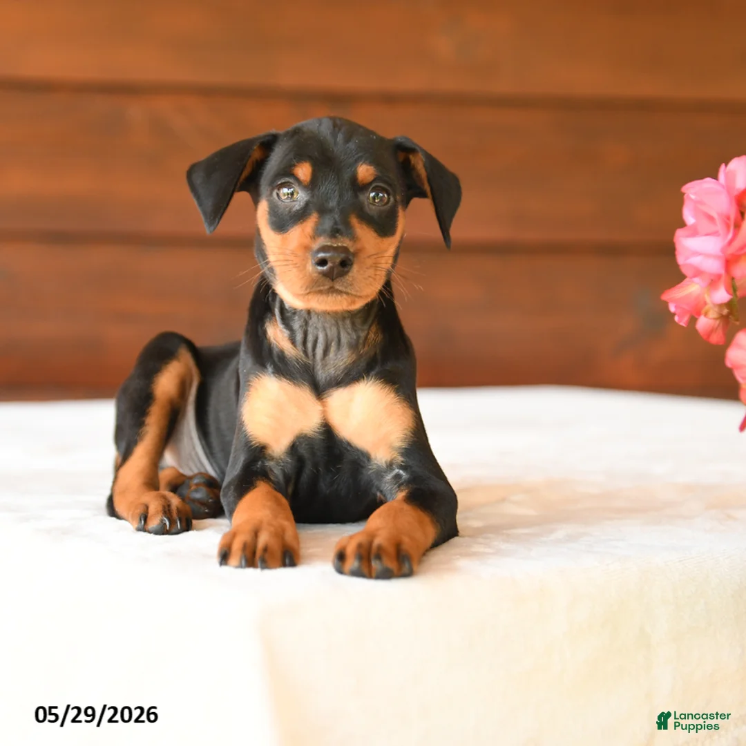 Miniature Pinscher dogs for sale: Carter - Ad 5