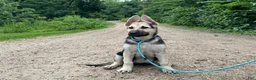German Shepherd dogs for sale: Brooklynn  - Ad 6
