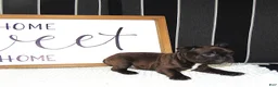 French Bulldog dogs for sale: Tommy - Ad 5