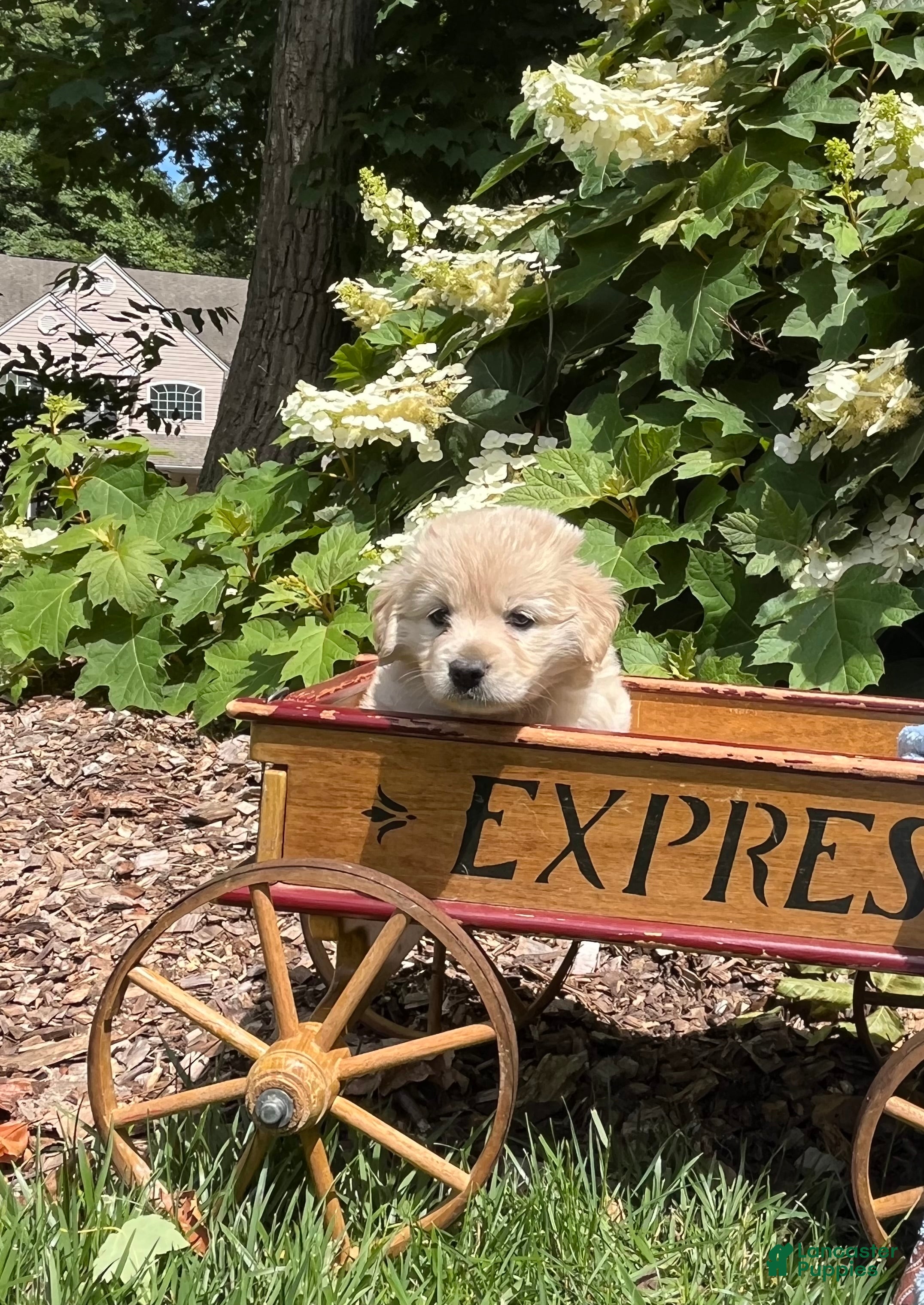Mixed Breed dogs Sweet Pea❤️AKC Cocker Spaniel🐾American Eskimo🐶15pds at Maturity - Ad 2