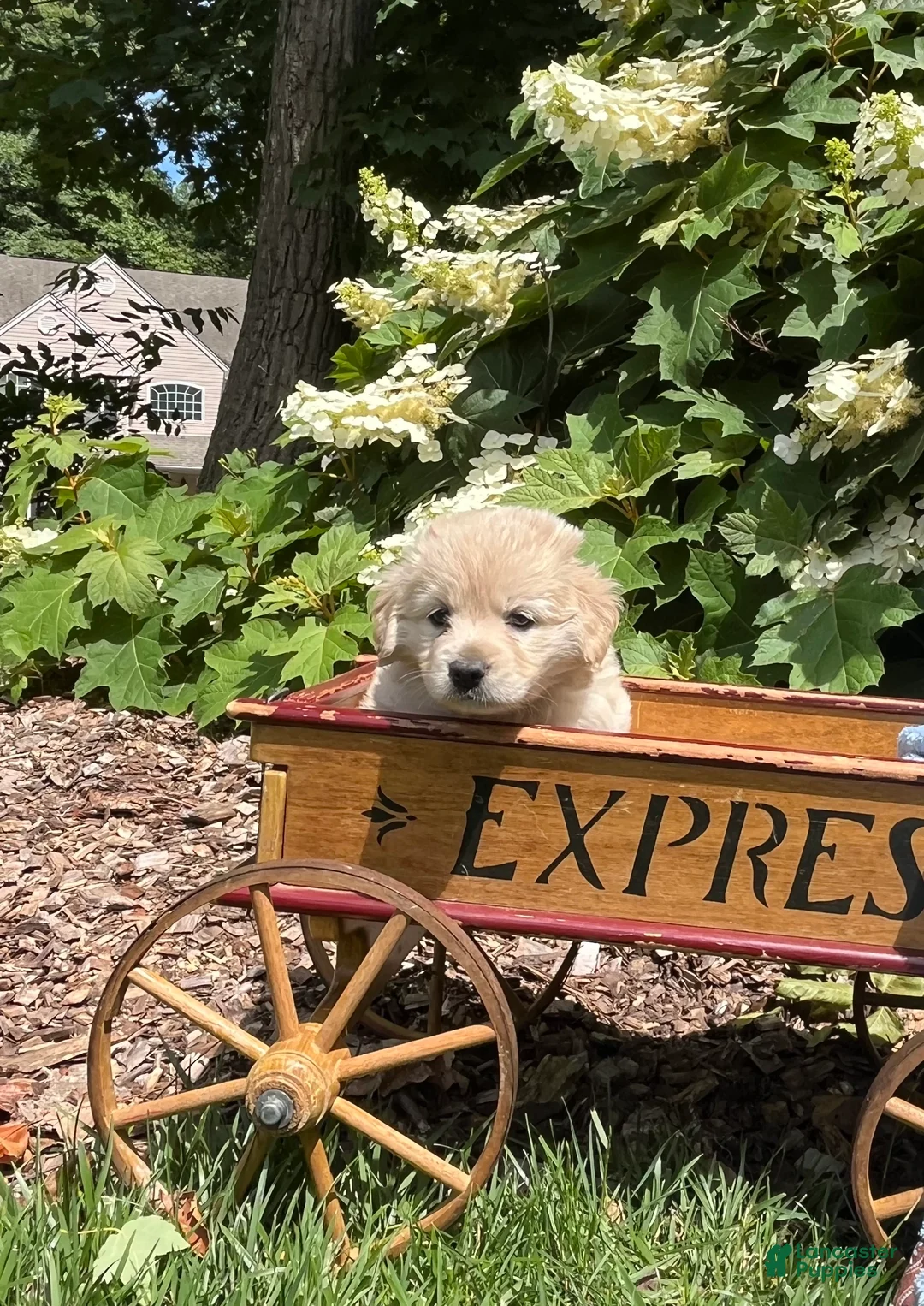 Mixed Breed dogs for sale: Sweet Pea❤️AKC Cocker Spaniel🐾American Eskimo🐶15pds at Maturity - Ad 2