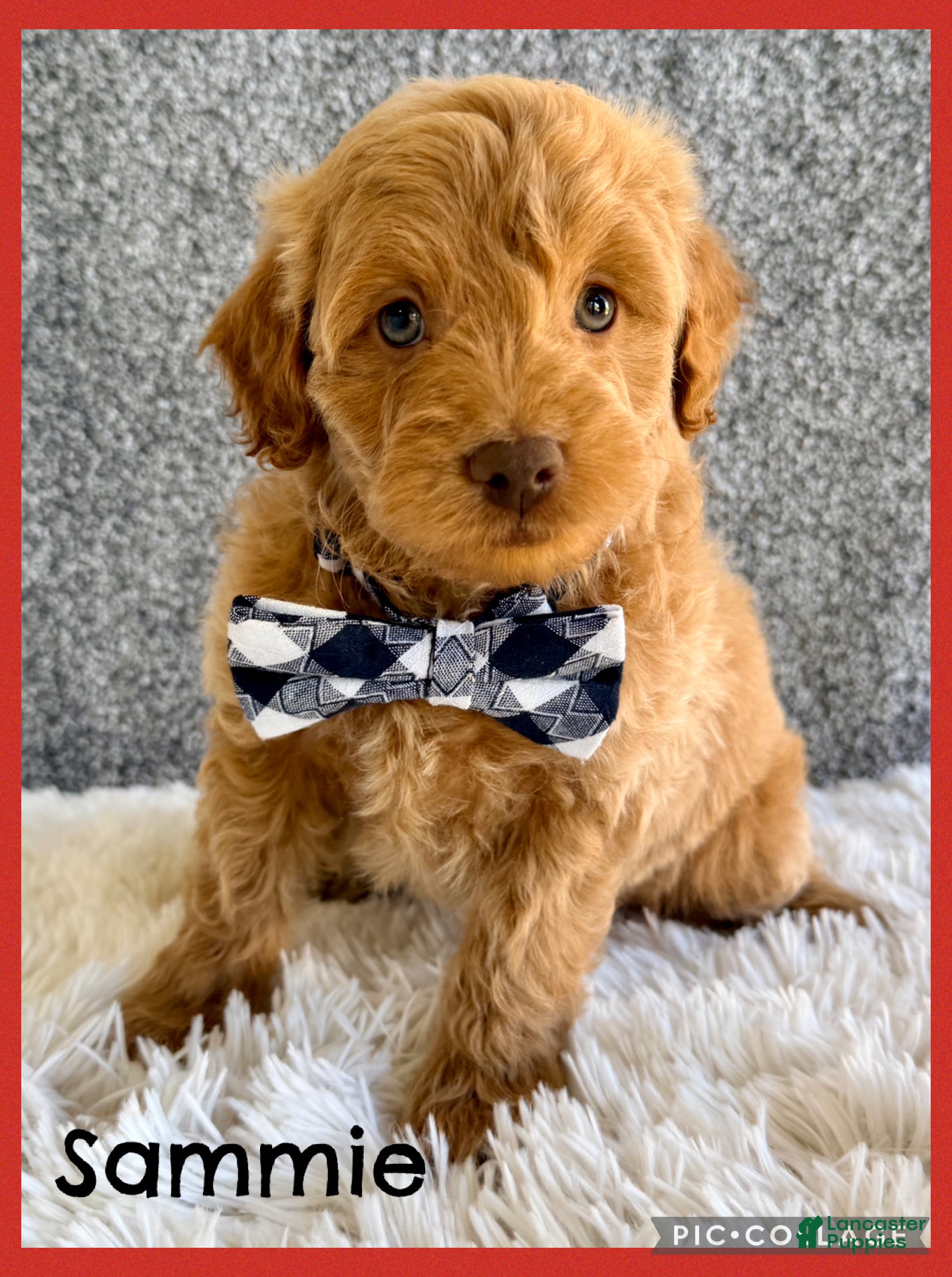 Mini Goldendoodle dogs Sammie - Ad 1