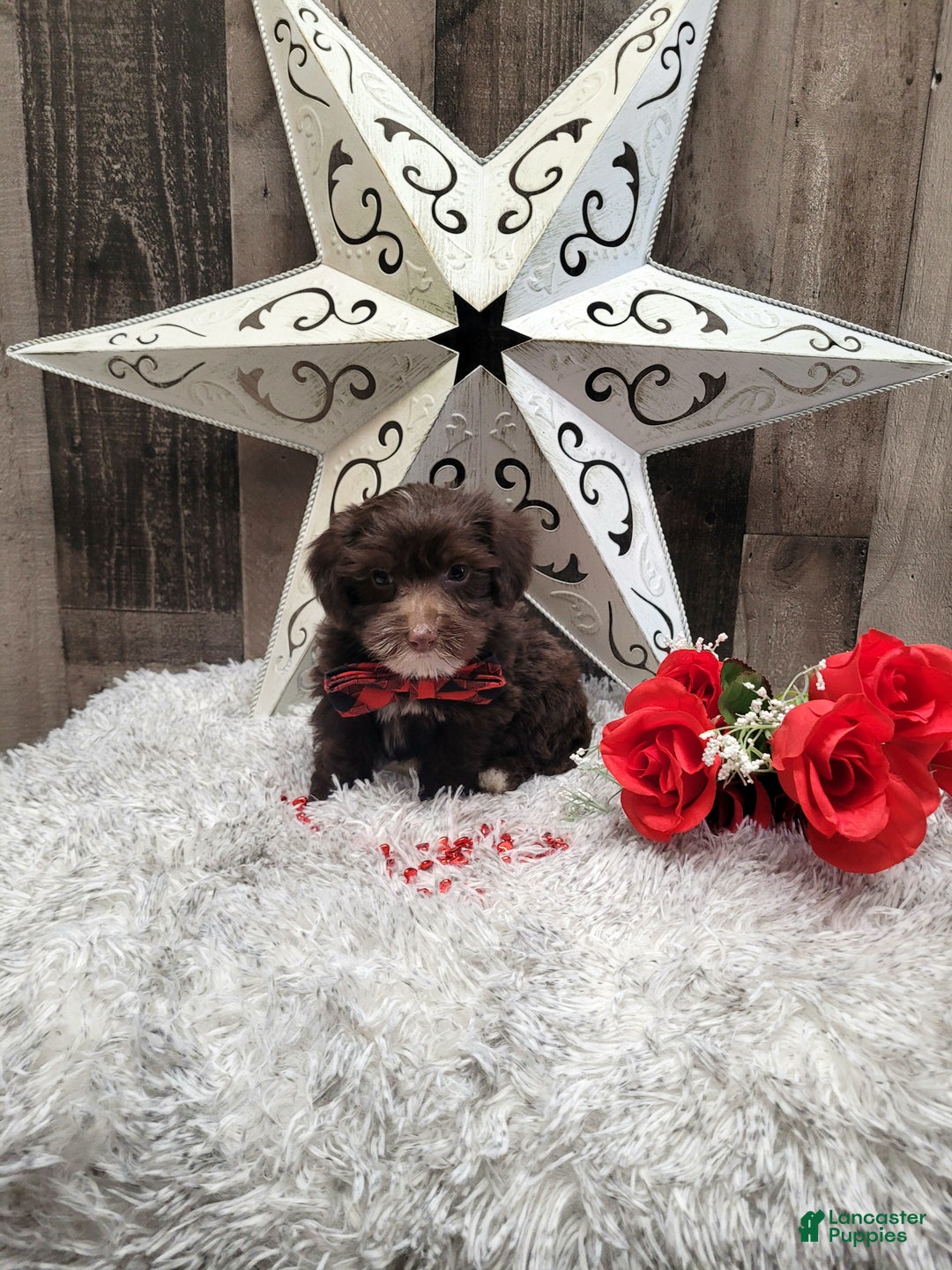 Mixed Breed dogs for sale: Brownie - Ad 6