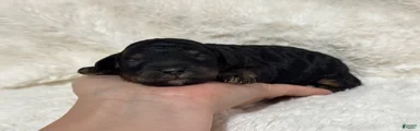 Nash