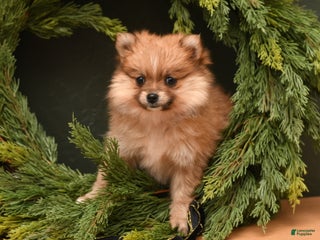 Pomeranian dogs Bella - Ad 33