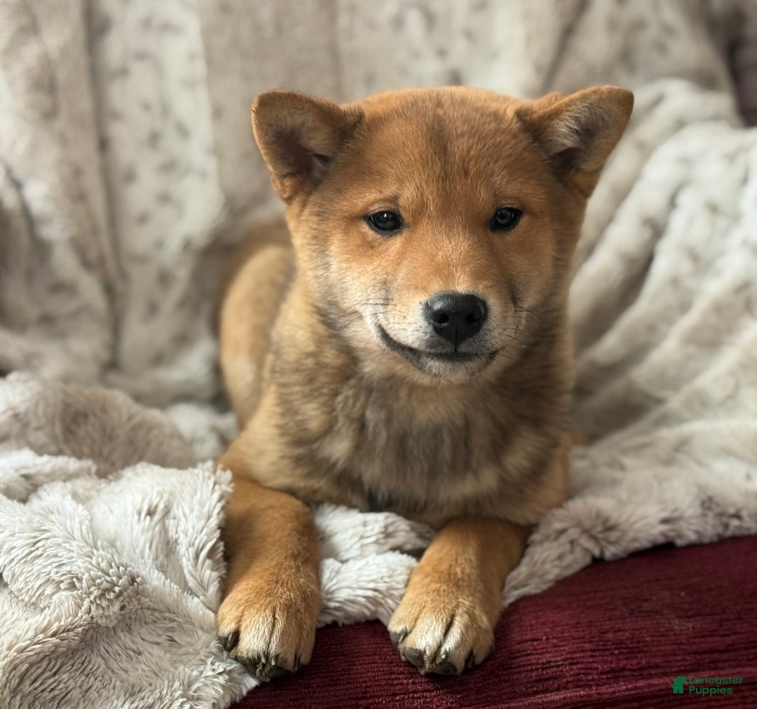 Shiba Inu dogs for sale: Shiba Inu Puppy 1 - Ad 3