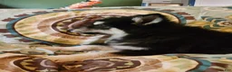 Alaskan Malamute dogs for sale: Alaskan Malamute Puppy 3 - Ad 5