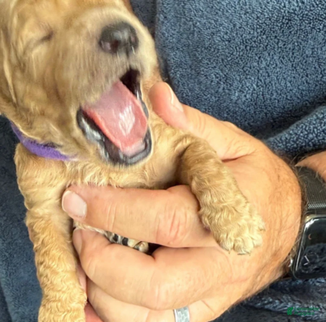 Goldendoodle dogs for sale: Male Purple Collar(Prince) - Ad 3