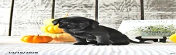 Mini Hippo dogs for sale: Chai - Ad 4