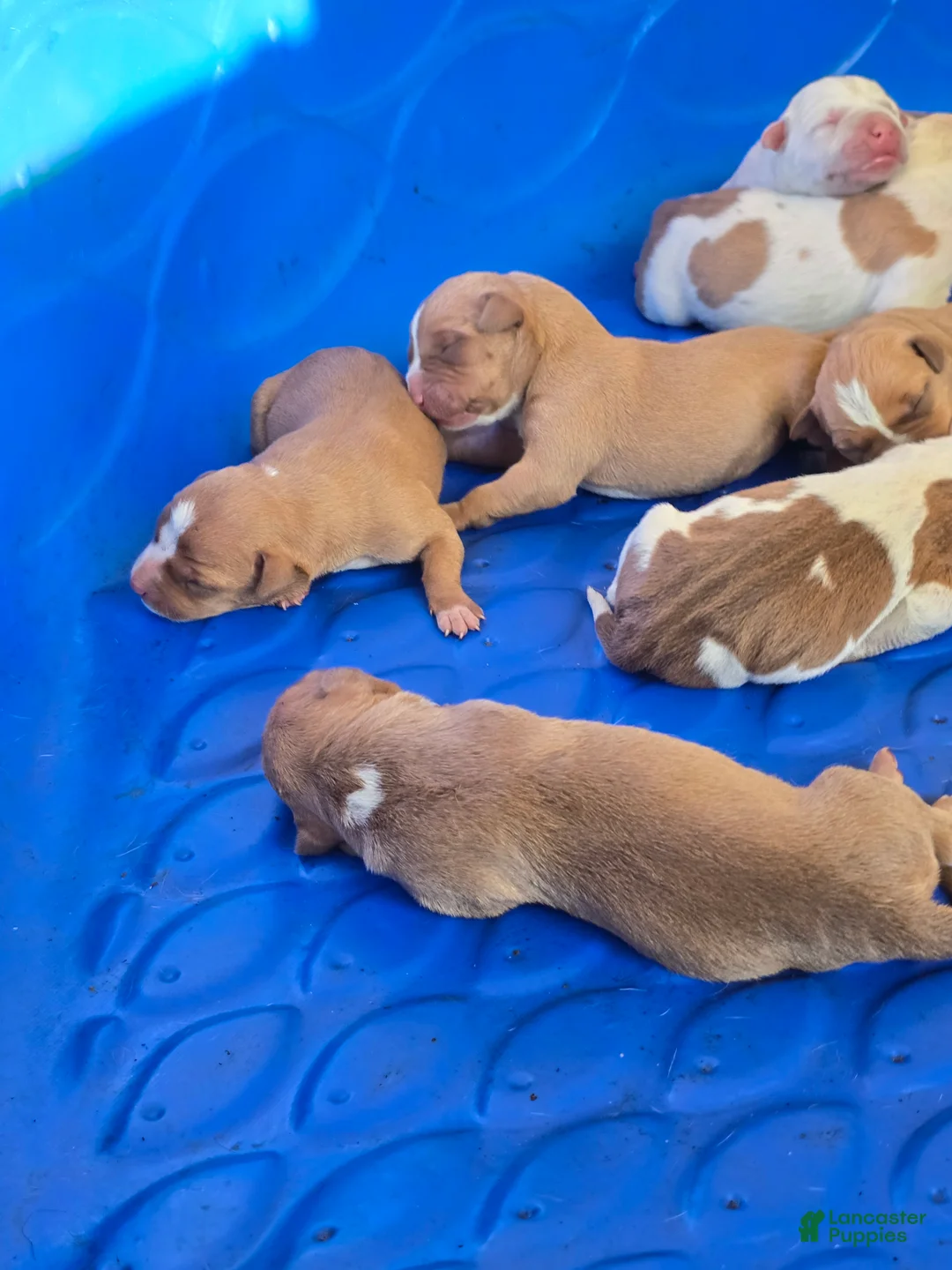 American Bully dogs for sale: American Bully Puppy 6 - Ad 1