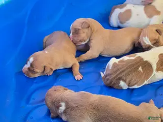American Bully dogs American Bully Puppy 6 - Ad 3