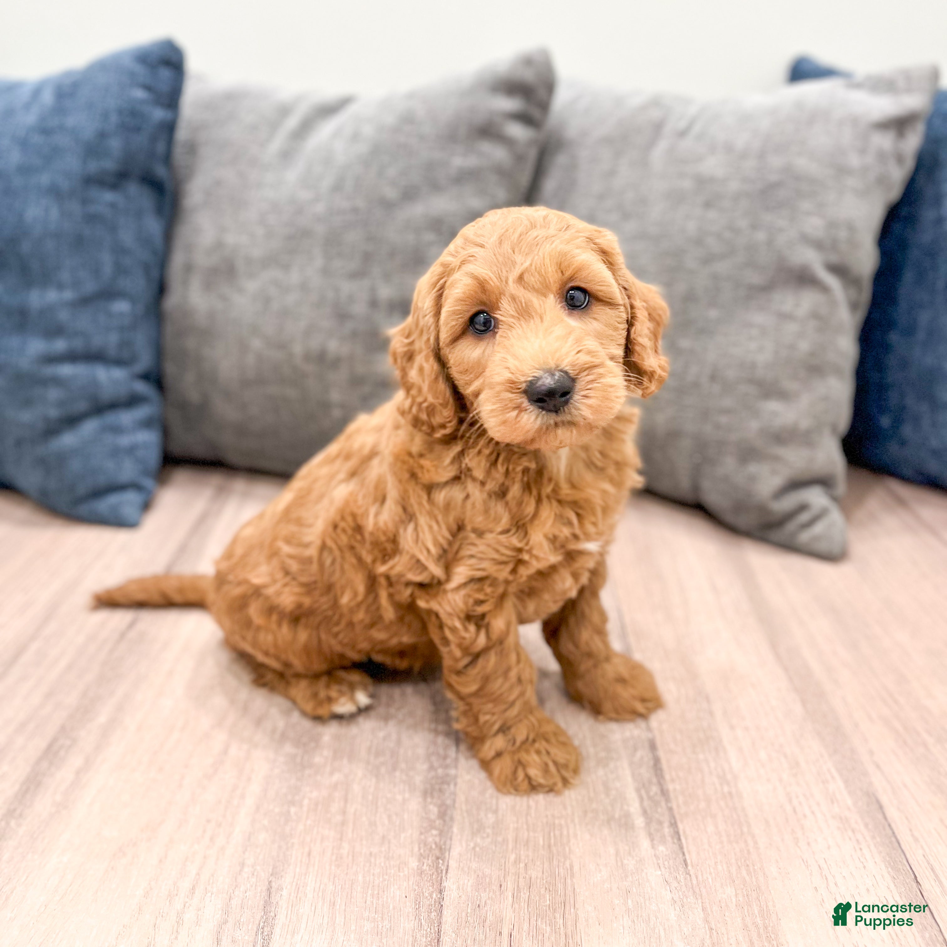 Mini Goldendoodle dogs Jack - Ad 1