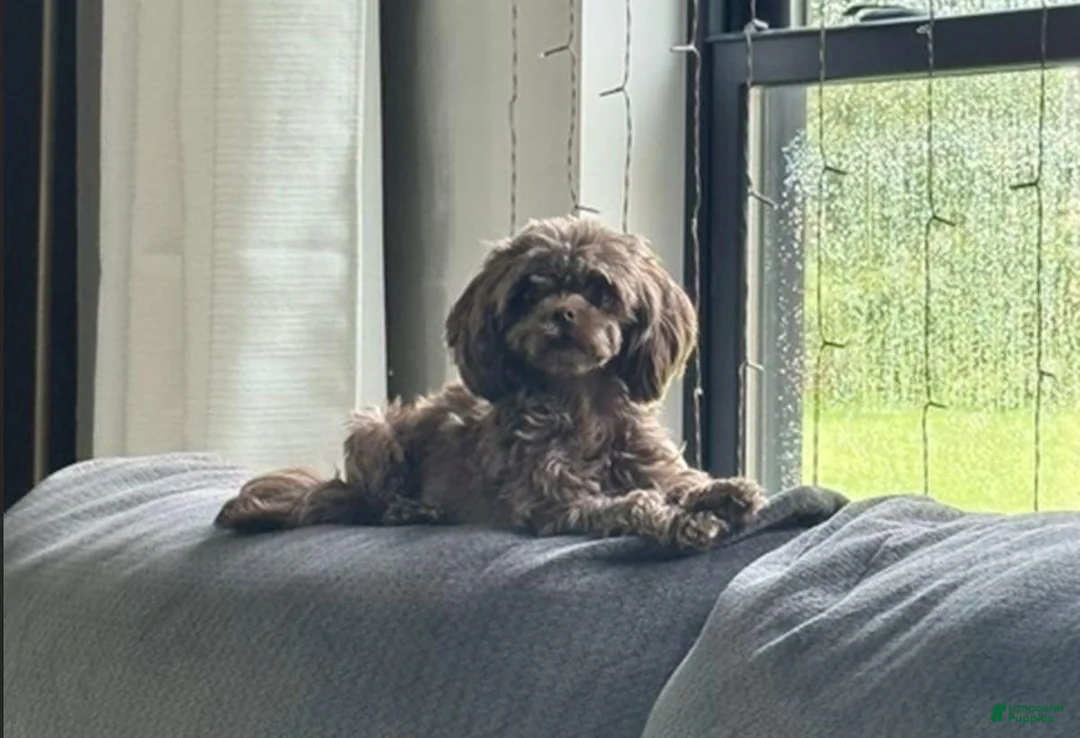 Shihpoo dogs for sale: Teacup Pepper - Ad 5