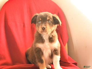 Australian Shepherd dogs Cowboy - Ad 36