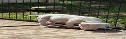 Dogo Argentino dogs for sale: Puppy M3 - Ad 28