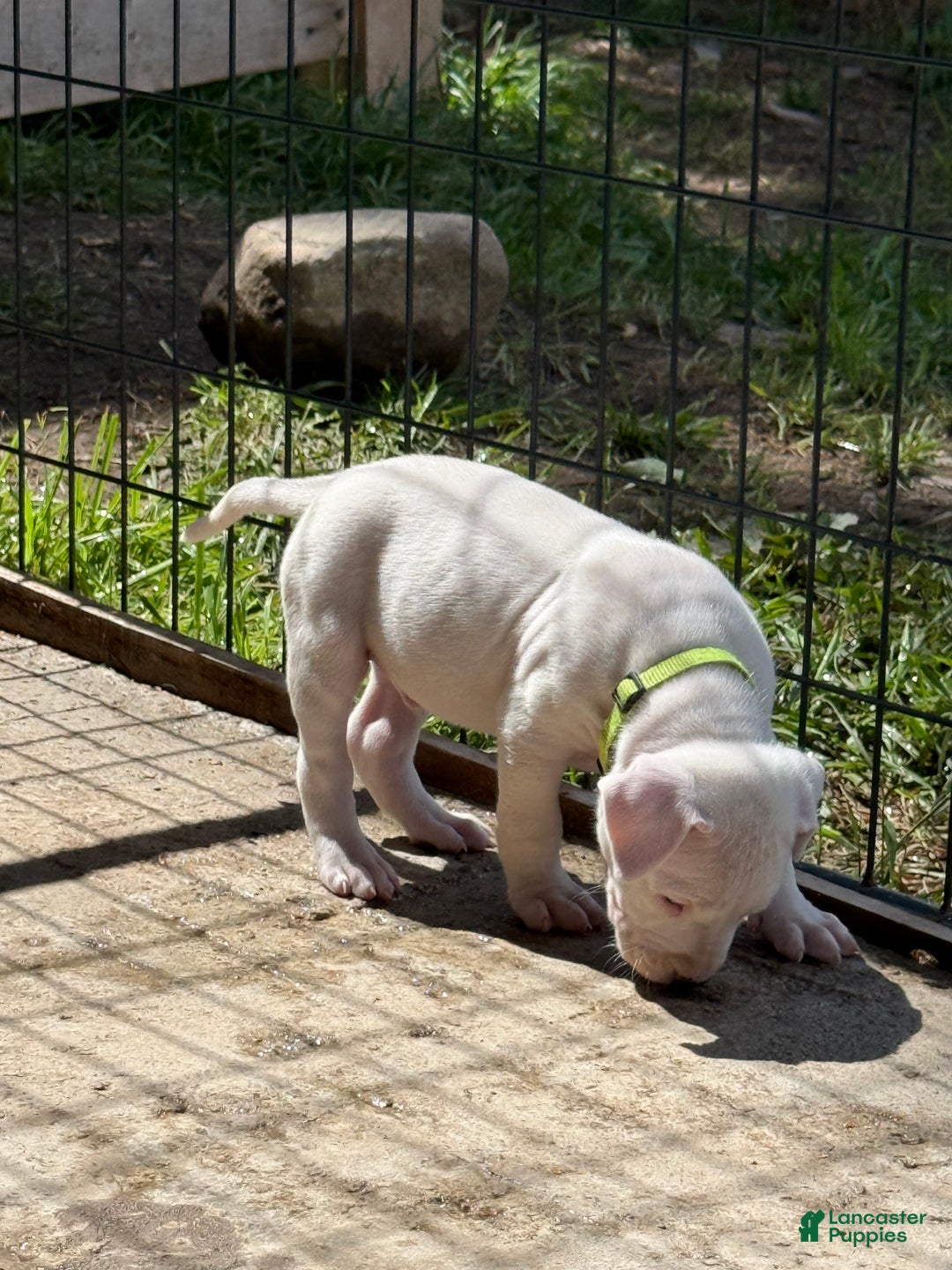 Dogo Argentino dogs for sale: Puppy M3 - Ad 28