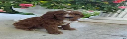 Cavapoo dogs for sale: Tootsie - Ad 5