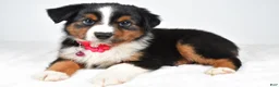 Miniature Australian Shepherd dogs for sale: Annie  - Ad 3