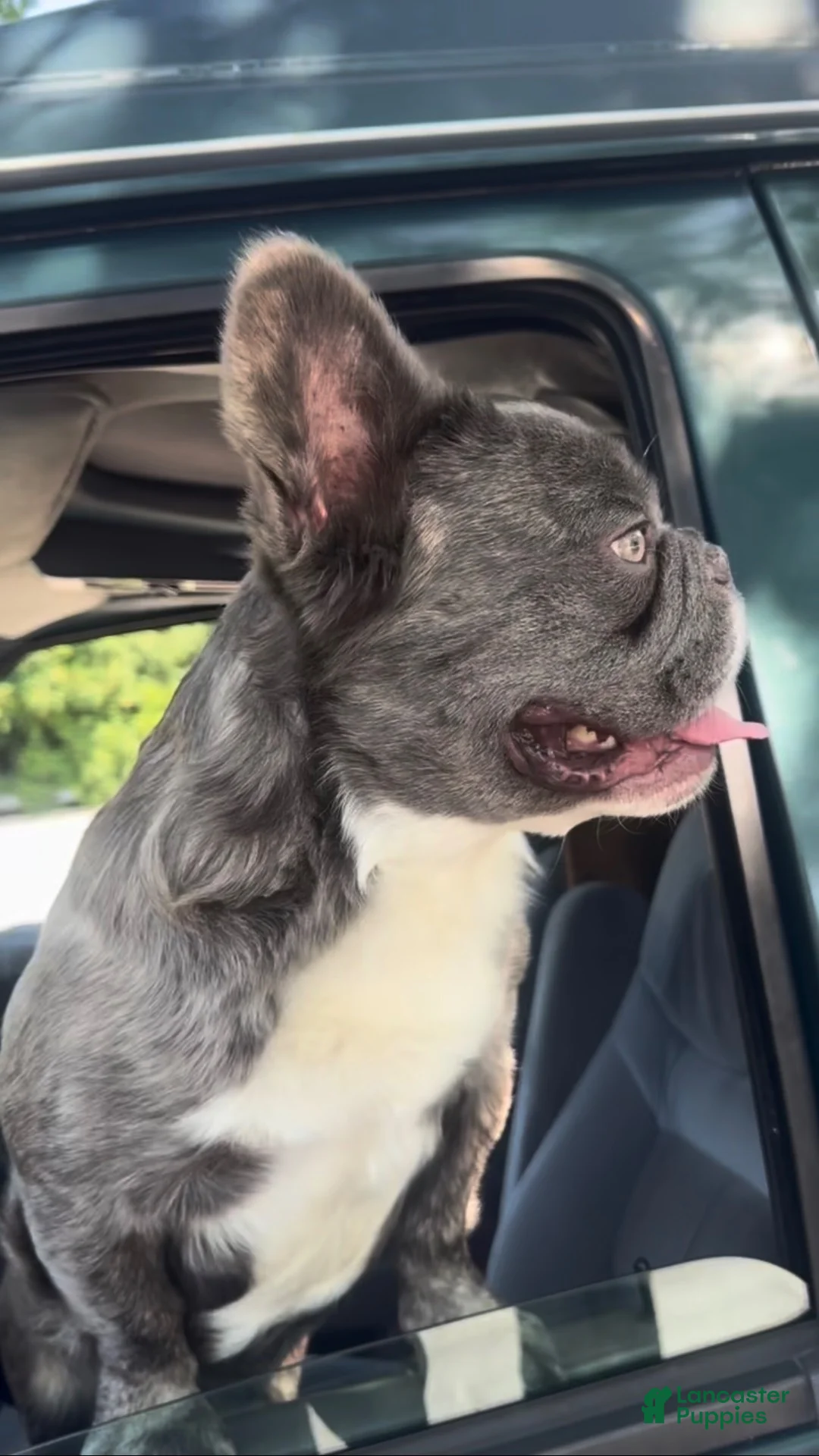 French Bulldog dogs for stud: Bingo the Stud - Ad 2