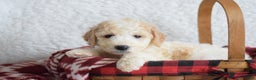 Goldendoodle dogs for sale: Goldendoodle Puppy 1 - Ad 9