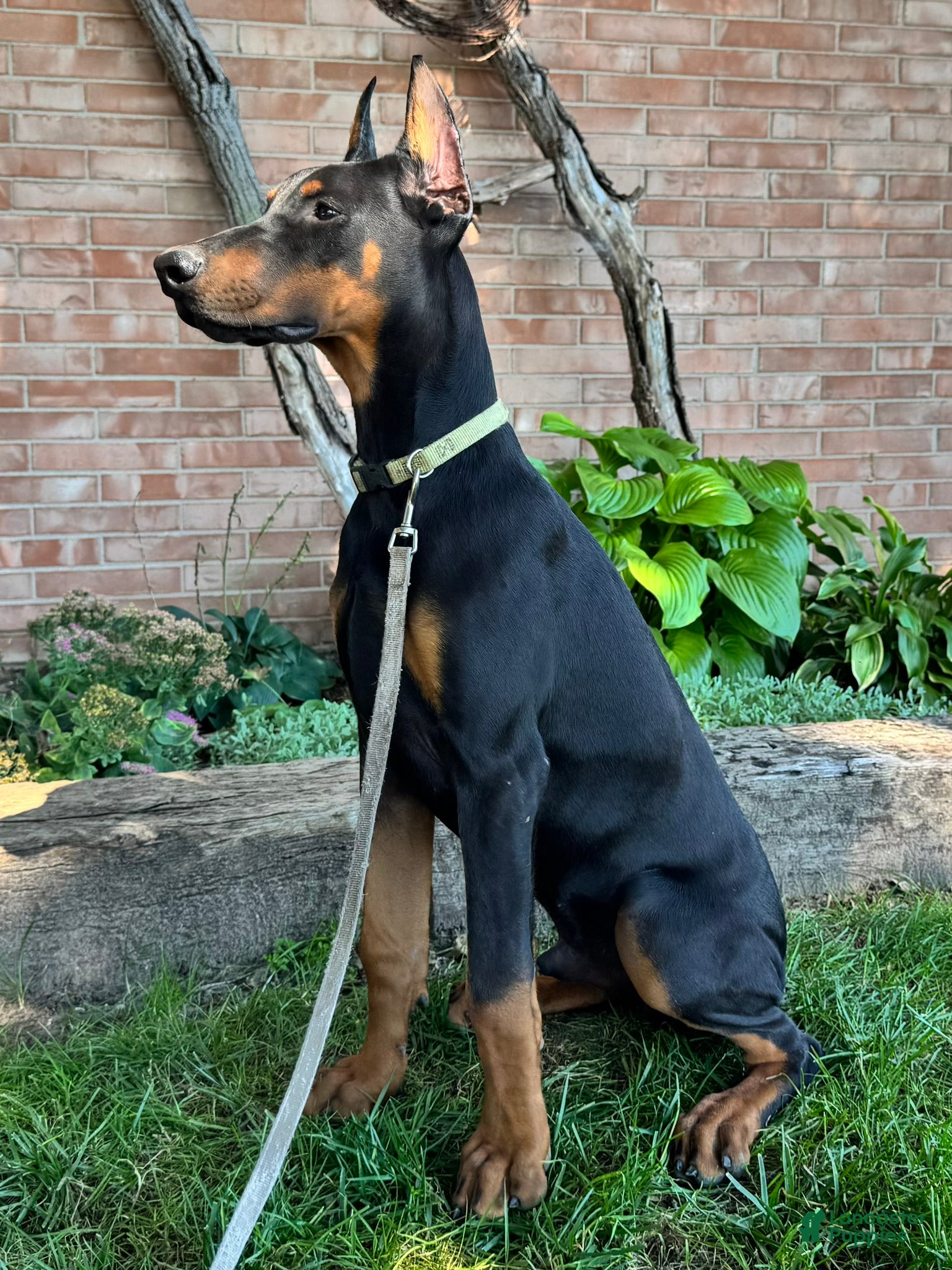 Doberman Pinscher dogs Zorro - Ad 2