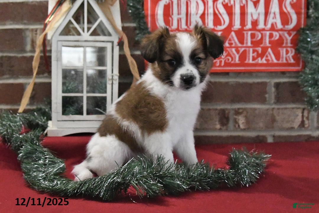 Papillon dogs for sale: Omega - Ad 5