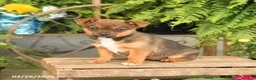 Mixed Breed dogs for sale: Freida - Ad 1