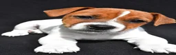 Jack Russell Terrier dogs for sale: Bella - Ad 8