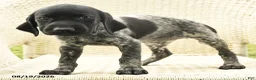German Shorthaired Pointer dogs for sale: Heather - Ad 3