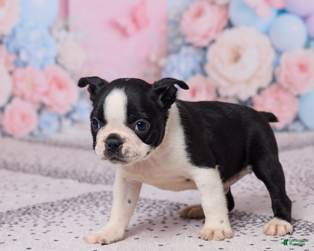 Boston Terrier dogs Jay - Ad 2