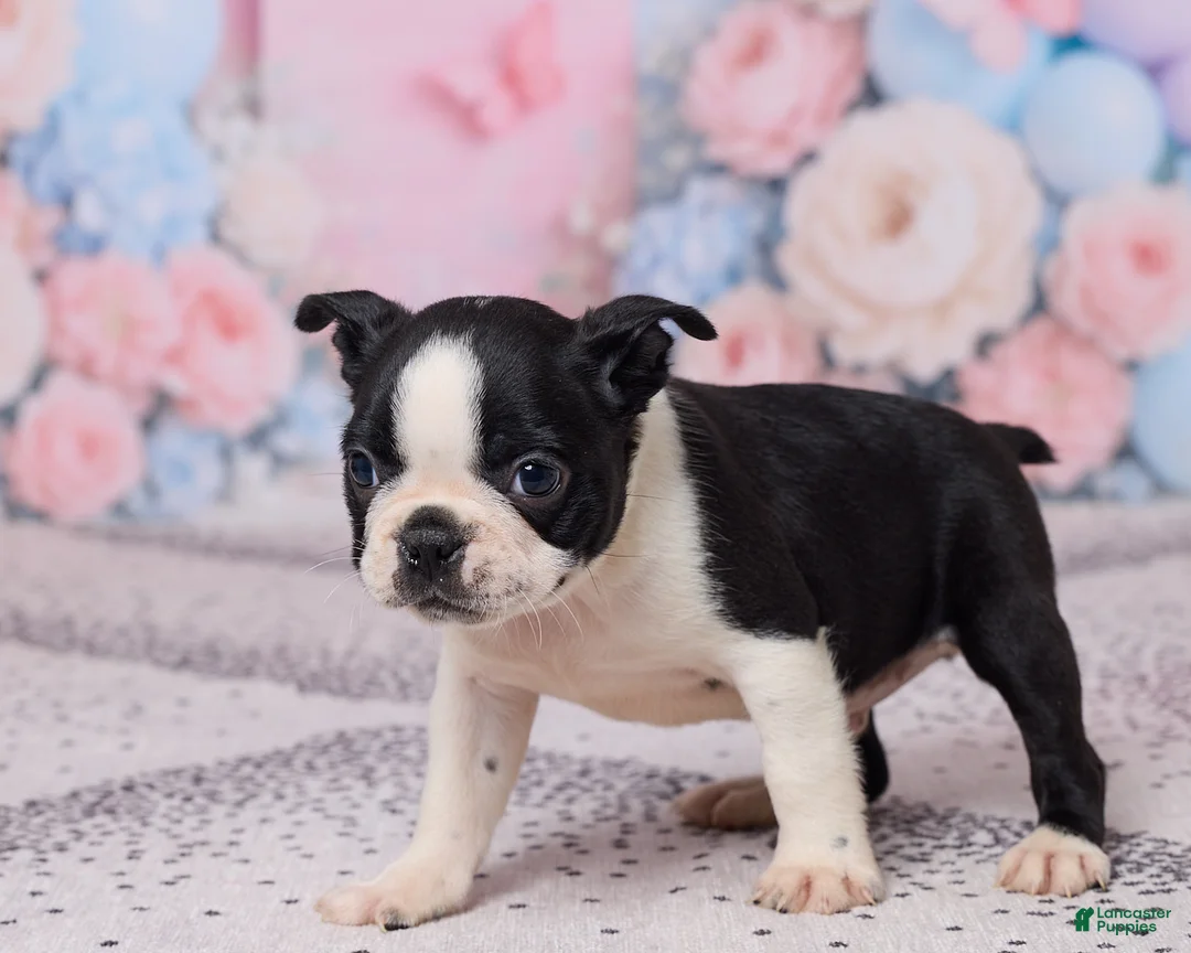 Boston Terrier dogs for sale: Jay - Ad 2