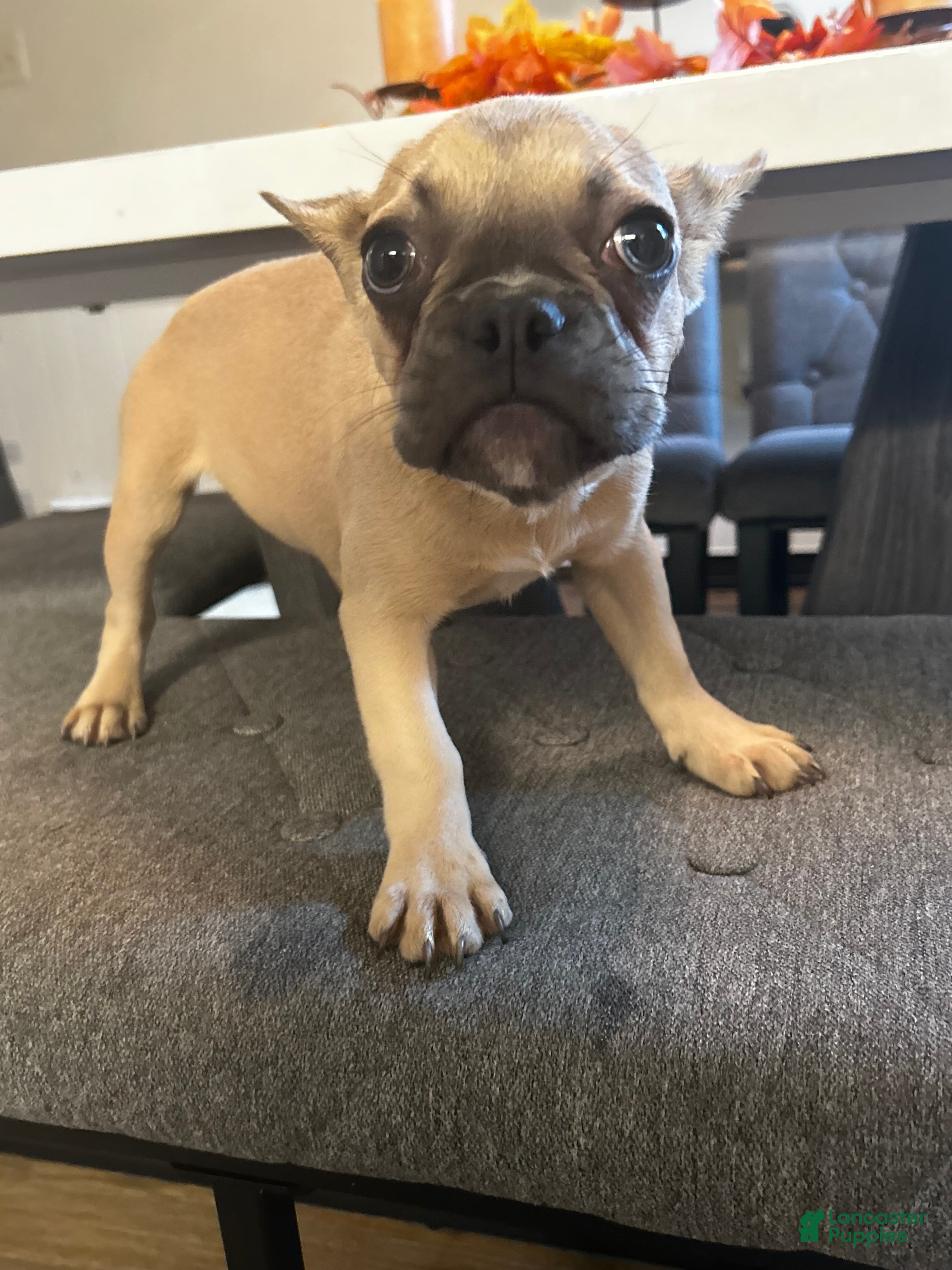 French Bulldog dogs Nina - Ad 10