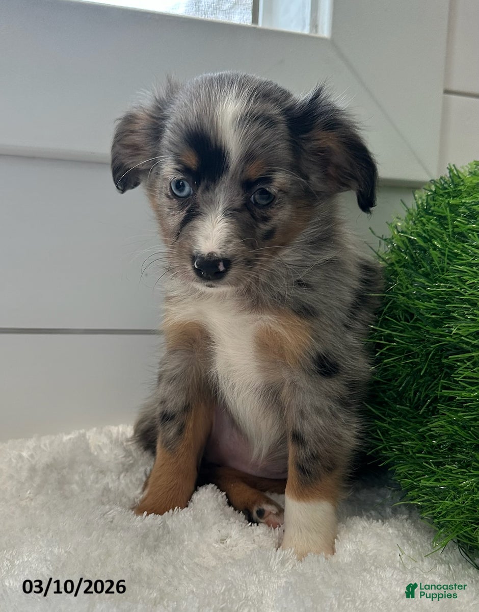 Miniature Australian Shepherd dogs Iris - Ad 1