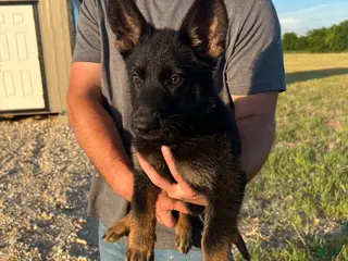 German Shepherd dogs Gee Gee - Ad 13