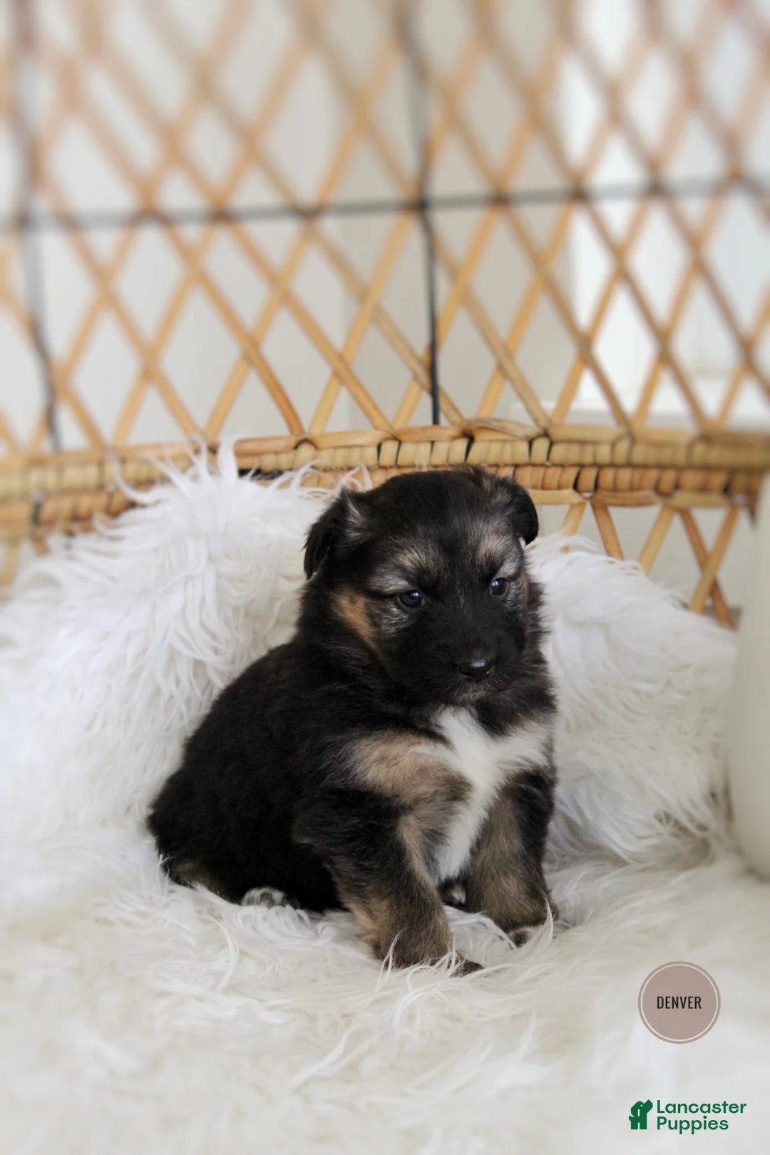 Mixed Breed dogs for sale: Denver  - Ad 3